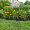 Chip Mulch - Image 2
